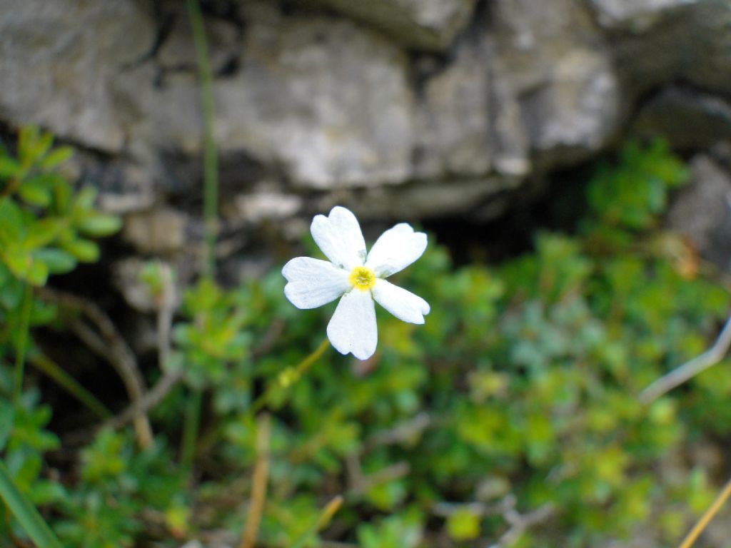 Androsace lactea / Androsace lattea